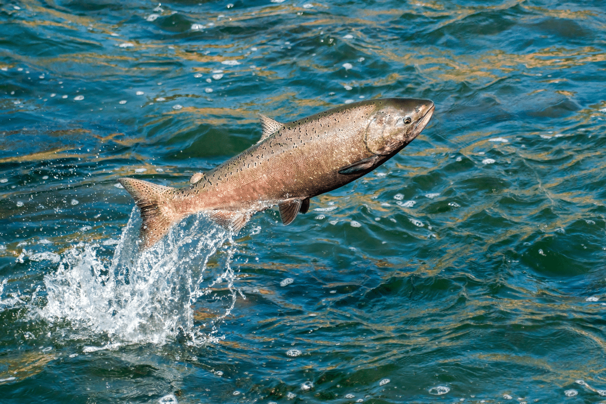 Água contaminada com ansiolítico deixa salmão mais destemido