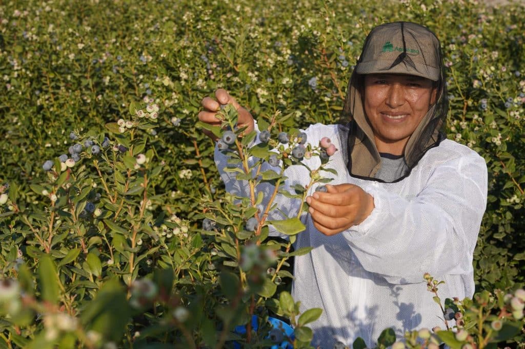 Com a dessalinização e a reuso de água, podemos recuperar o que o deserto tirou dos agricultores. Foto cortesia Agrokasa_Peru