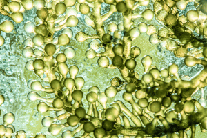 Microalga remove resquícios de antibióticos da água, diminuindo contaminação do meio ambiente
