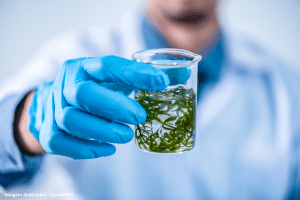 Microalga remove resquícios de antibióticos que contaminam água; entenda