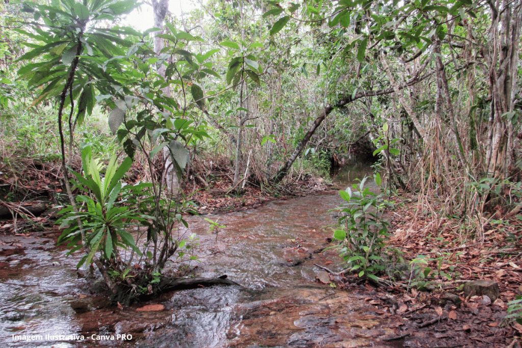 Rios do cerrado perderam 27% da vazão de água desde os anos 1970, mostra análise