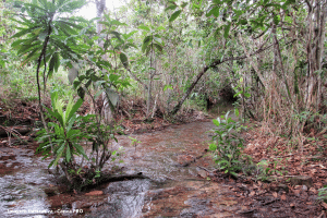 Rios do cerrado perderam 27% da vazão de água desde os anos 1970, mostra análise