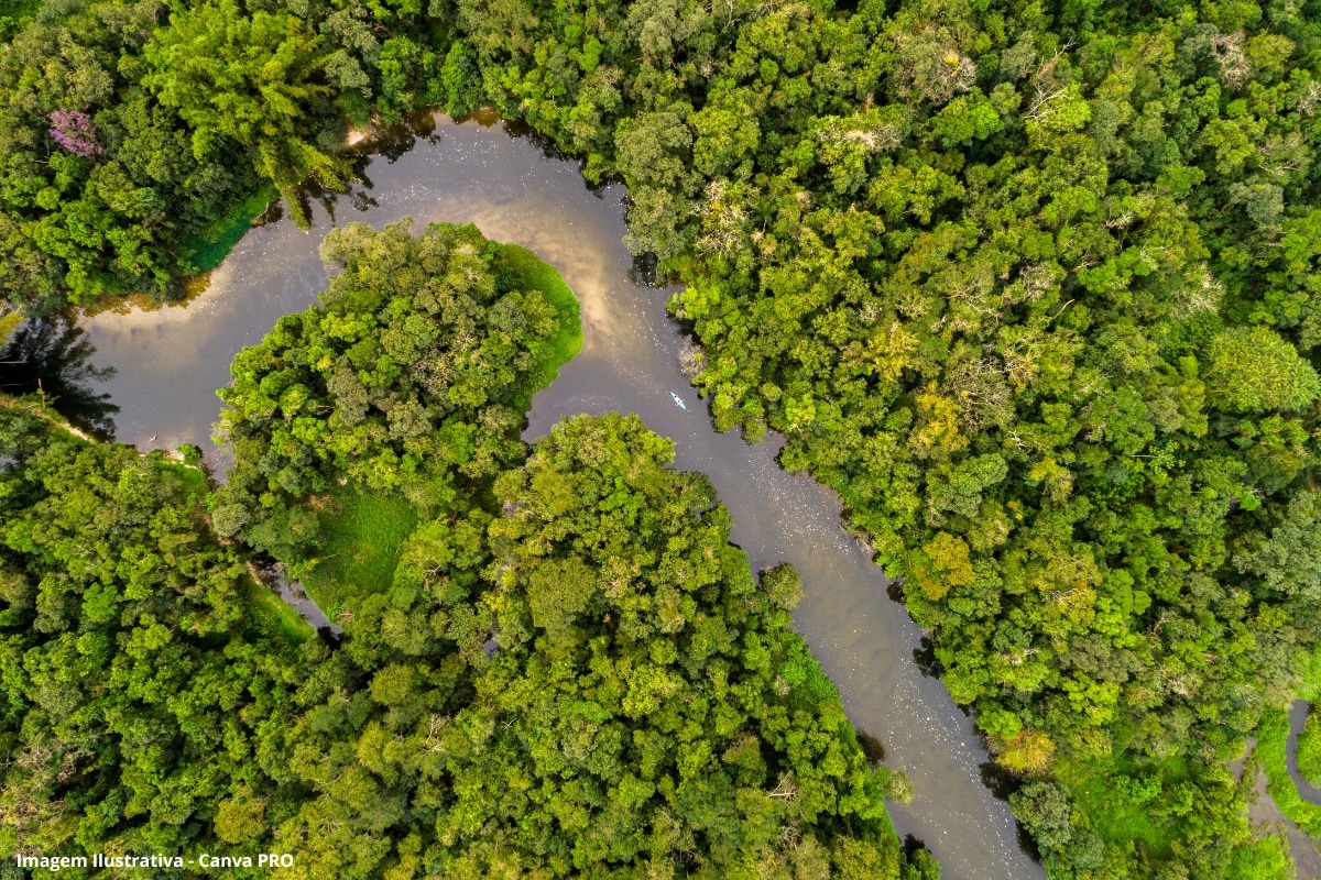 Regeneração da mata atlântica cresce em 30 anos, mas 22% das áreas voltam a ser desmatadas