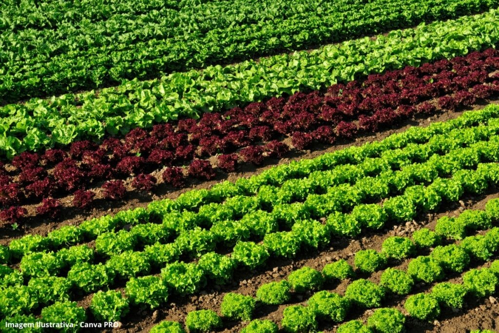 Embrapa cria sistema que economiza 61% da água na produção de hortaliças