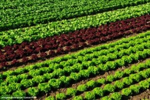 Embrapa cria sistema que economiza 61% da água na produção de hortaliças