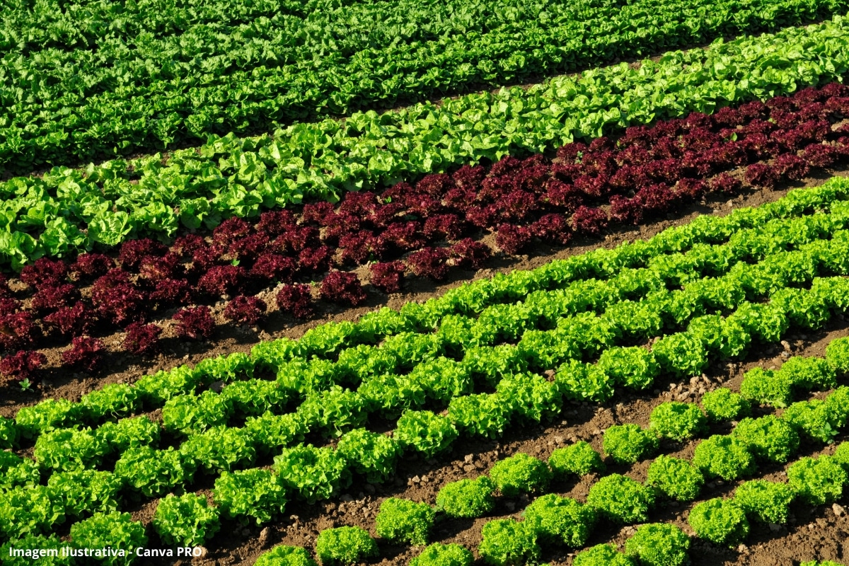 Embrapa cria sistema que economiza 61% da água na produção de hortaliças