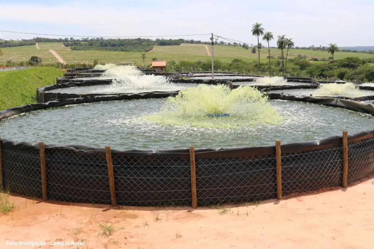 A revolução da tilápia no interior paulista fazenda transforma resíduos em ouro verde (1)