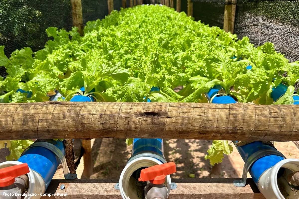 A revolução da tilápia no interior paulista fazenda transforma resíduos em ouro verde (2)