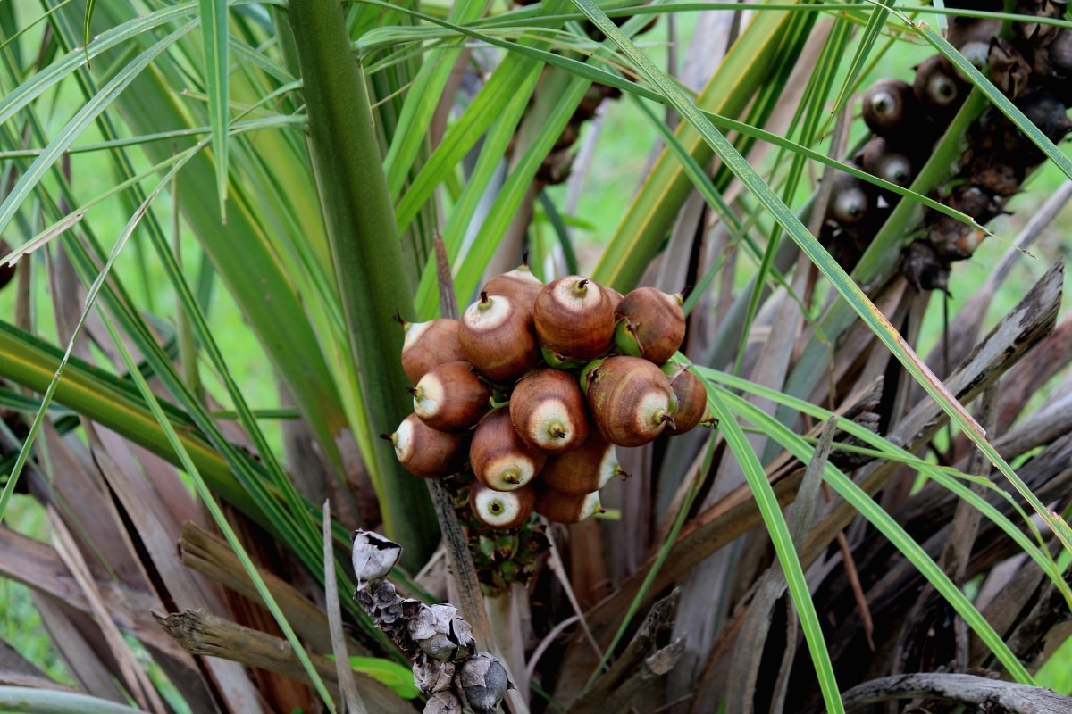 Biodiesel de babaçu polui menos que o de soja