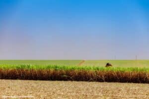 Bioeletricidade ganha força como aliada do Brasil na seca