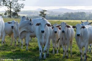 SP Data centers multiplicam-se em plena escassez hídrica (1)