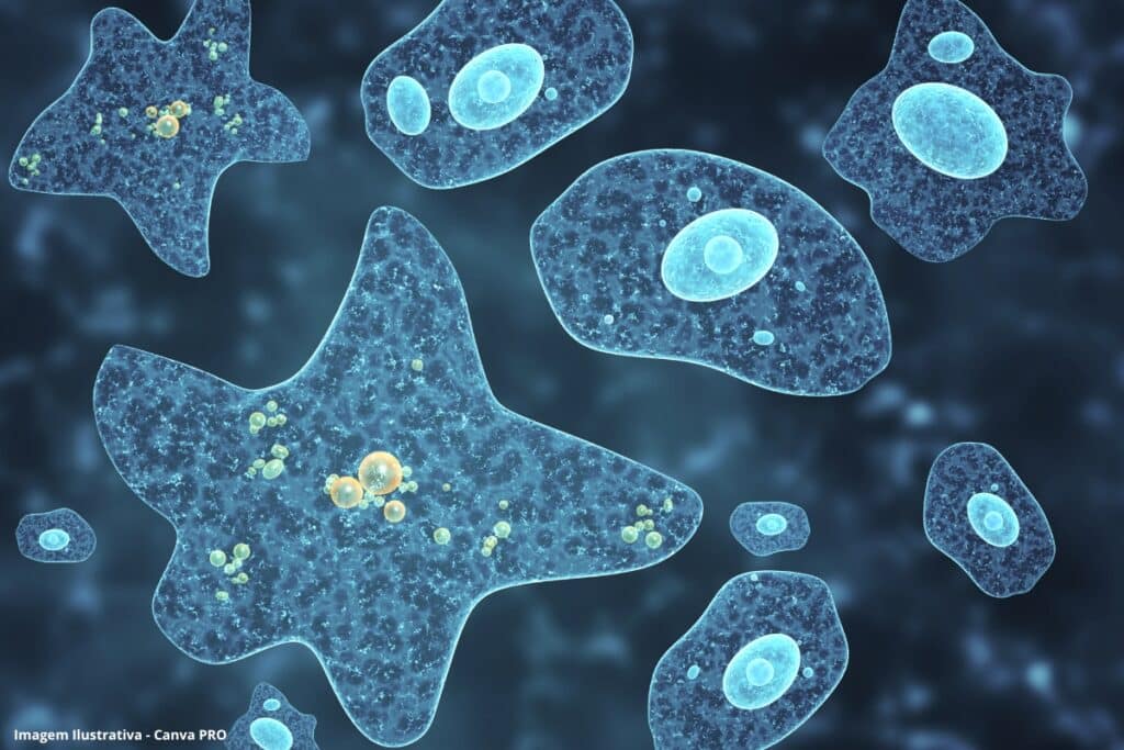 Amebas perigosas se espalham e preocupam cientistas