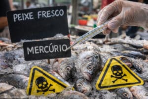 Estudo avalia contaminação por mercúrio de pescado vendido no Rio de Janeiro
