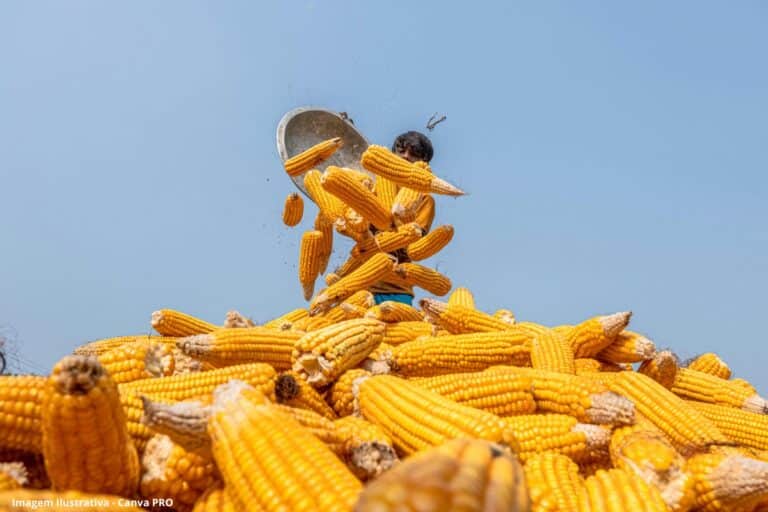 Etanol de milho acende alerta em ano já desafiador para usinas; há espaço para mais açúcar