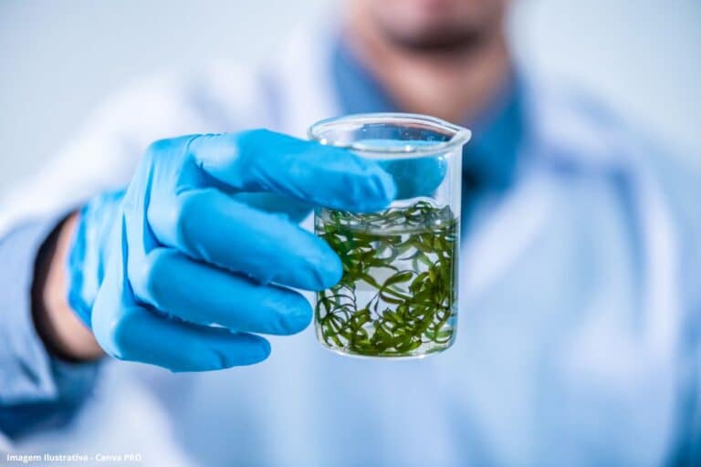 Bioinsumo à base de microalgas pode reduzir a dependência de fertilizantes agrícolas