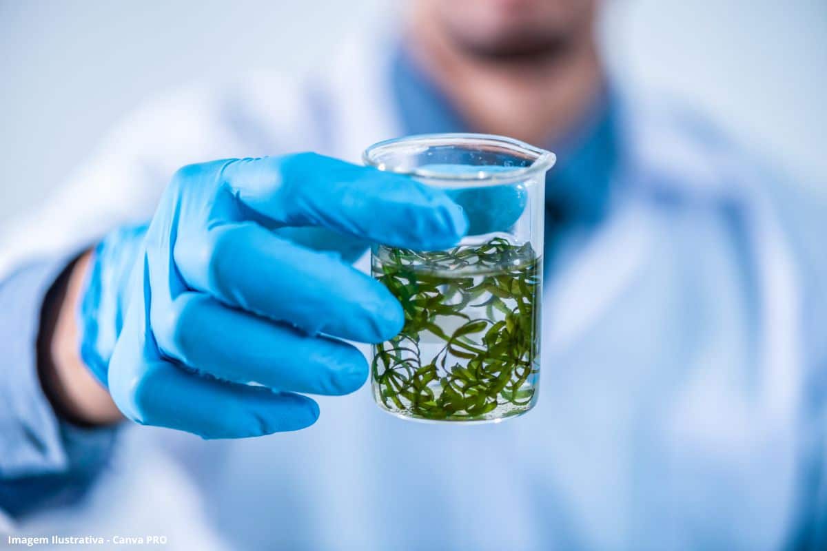 Bioinsumo à base de microalgas pode reduzir a dependência de fertilizantes agrícolas