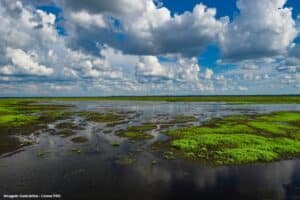 Dia Mundial das Áreas Úmidas O que são, por que importam e como protegê-las