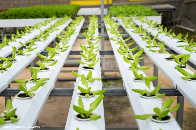 Hidroponia avança com energia limpa e reúso de água