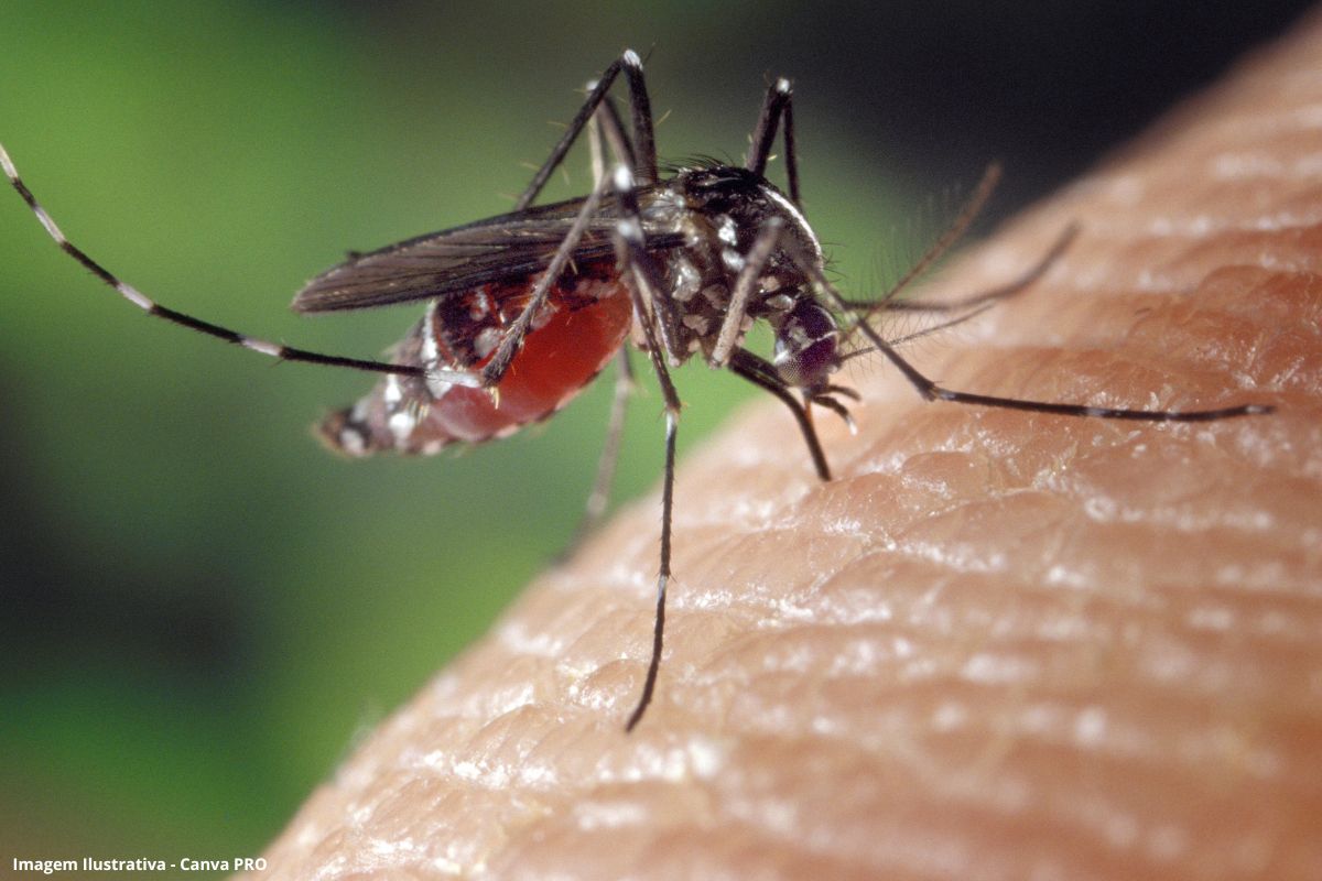 Calor e chuva aceleram avanço da dengue no país