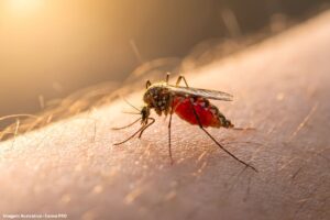 Dengue 2026 Brasil deve registrar 1,8 milhão de casos, com pico em SP e MG