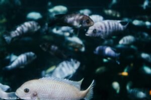 Peixes são contaminados com antibióticos (e você também); entenda