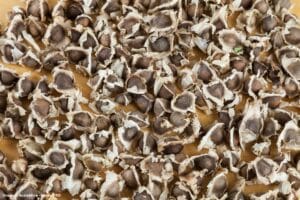 Semente de planta comum no Brasil mostra potencial para remoção de microplásticos da água