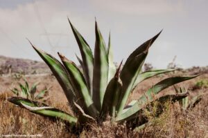 Planta do semiárido, sisal surge como material sustentável na indústria