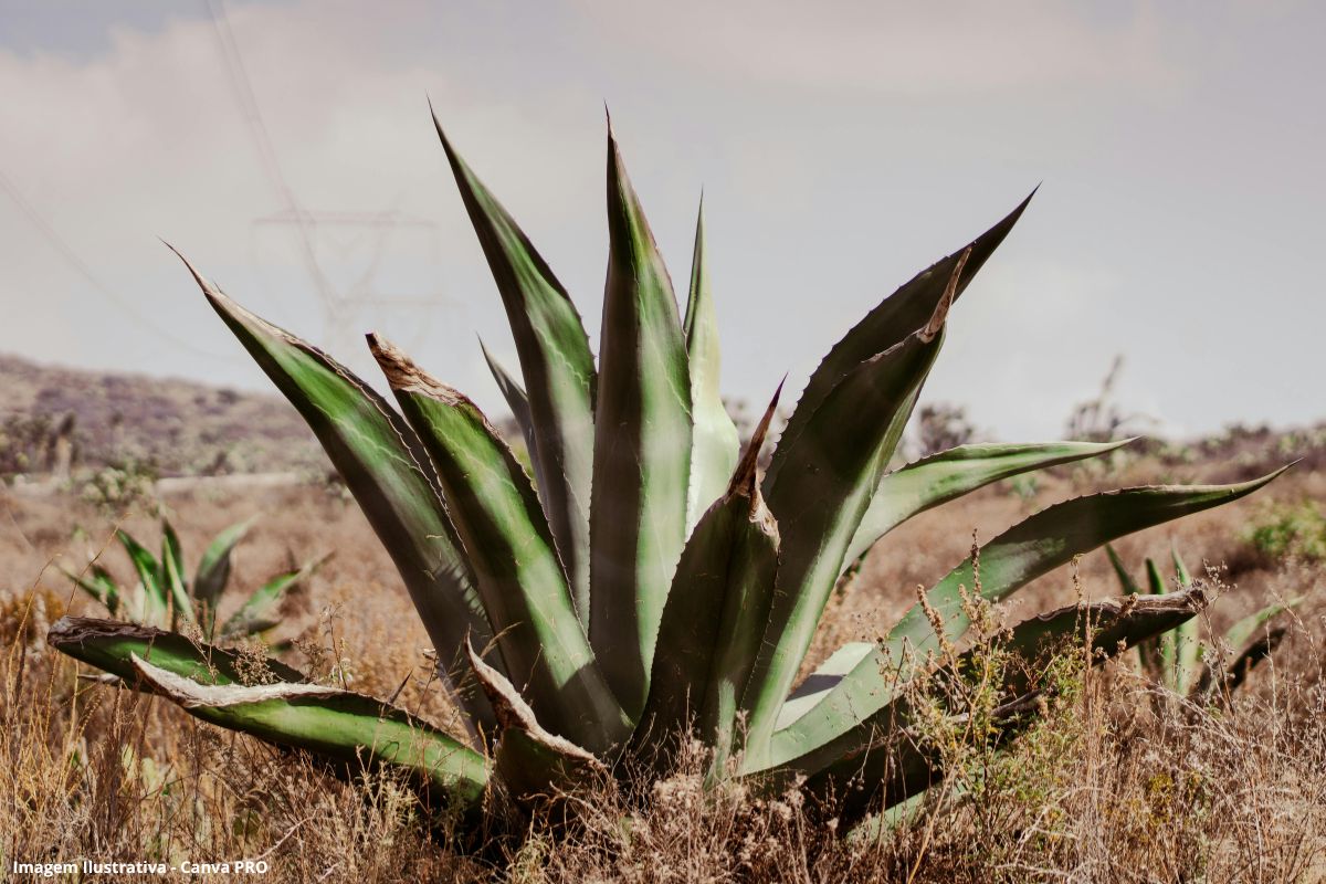 Planta do semiárido, sisal surge como material sustentável na indústria
