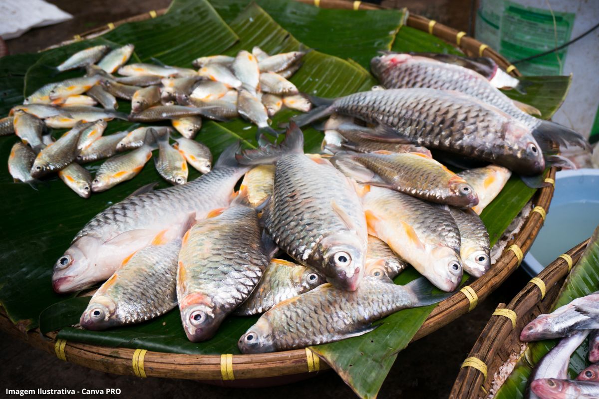 Restos de peixe viram adubo com pesquisa da UFSC que terá mentoria de multinacional francesa