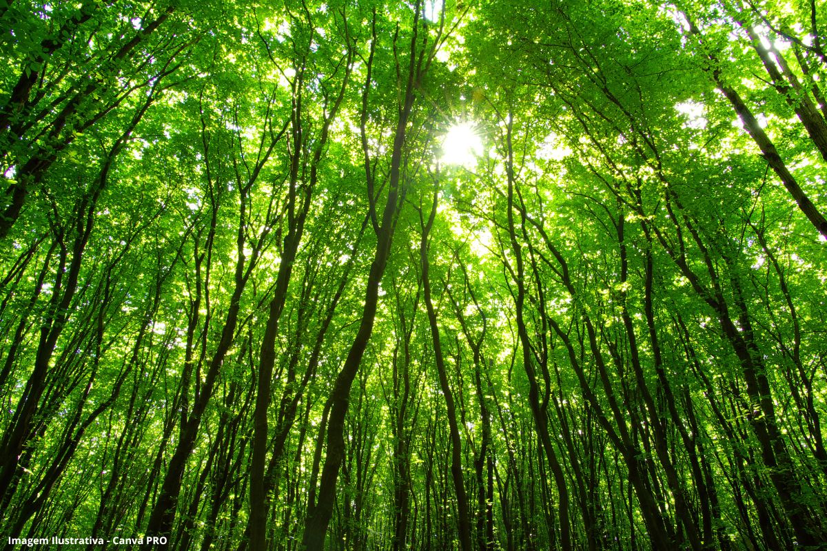 Desertos verdes e os conflitos ocultos da economia da celulose