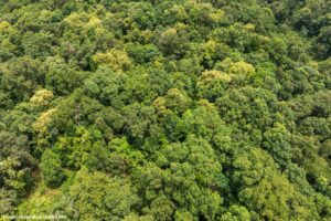 Estudo brasileiro cria modelos inéditos para estimar carbono em florestas plantadas