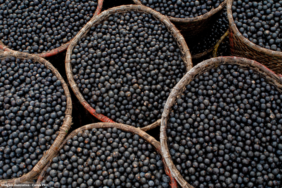 A bioeconomia pode ser a próxima grande transformação econômica do Brasil