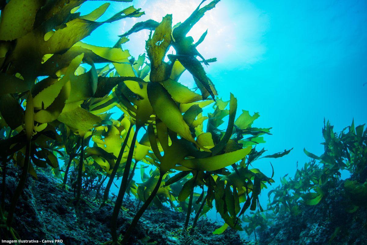 Biofertilizante produzido com alga marinha pode elevar produtividade da soja em até 40%
