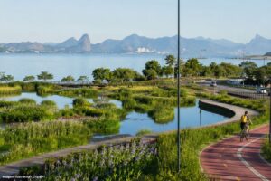 Jardins filtrantes tratam água da chuva sem produtos químicos em Niterói
