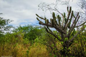 Desmatamento, Nordeste, conservação ambiental, degradação ambiental, uso do solo, vegetação, biodiversidade, mudanças climáticas, emissões de gases de efeito estufa, preservação ambiental, sustentabilidade, monitoramento ambiental