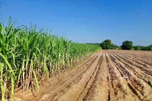 Usinas do Nordeste registram ganhos de até 92,8% na produtividade da cana com irrigação por gotejamento