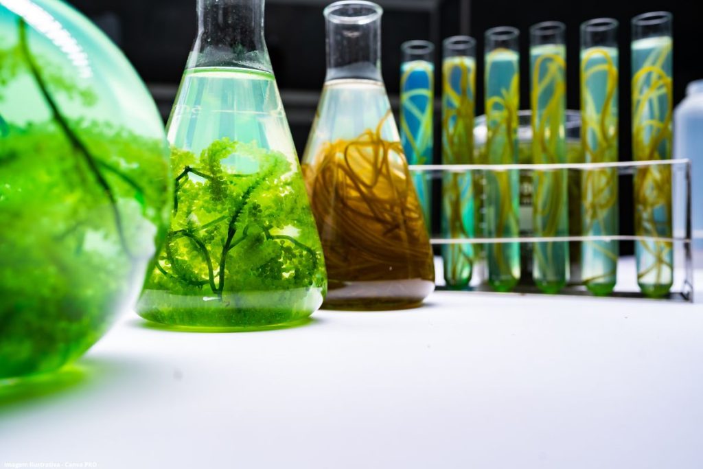 Brasil pode expandir biocombustíveis sem afetar oferta de alimentos