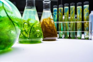 Brasil pode expandir biocombustíveis sem afetar oferta de alimentos