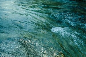 Microrganismos ajudam a indicar a saúde de rios e reservatórios, aponta estudo do Instituto de Pesca
