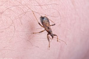 Pesquisas detalham como o desmatamento impulsiona vetores de Chagas e leishmaniose na Amazônia