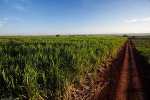 Pesos-pesados do PIB do Japão testam nova tecnologia de biogás de cana no Brasil